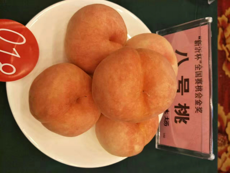 5cm桃樹 5cm桃樹品種