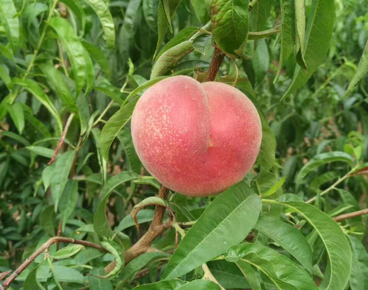 桃树 桃树种植技术