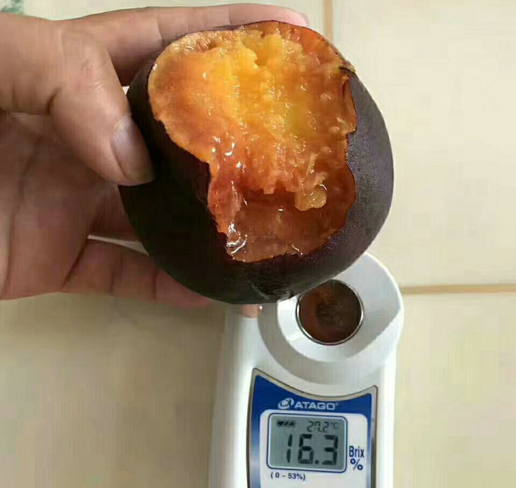 3cm桃樹 3cm桃樹今年價(jià)格