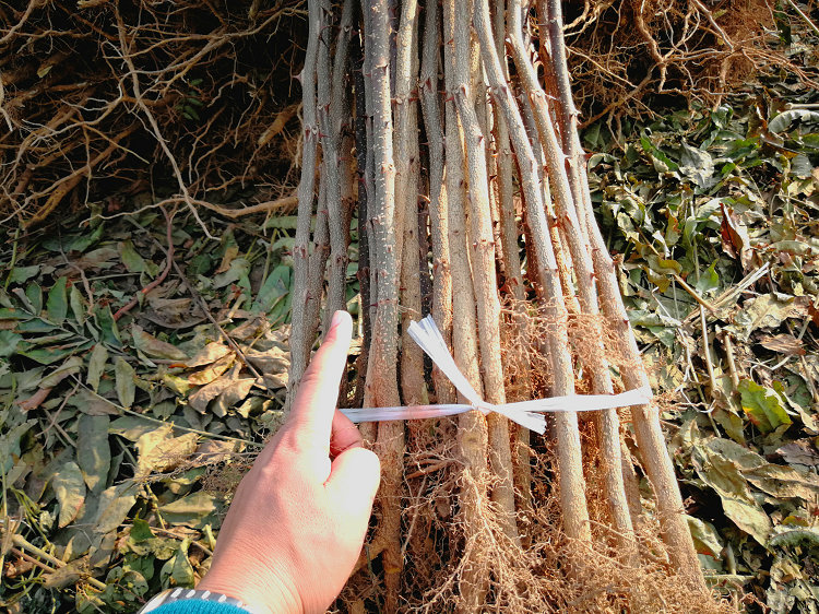 顺义1年花椒苗如何挑选电话