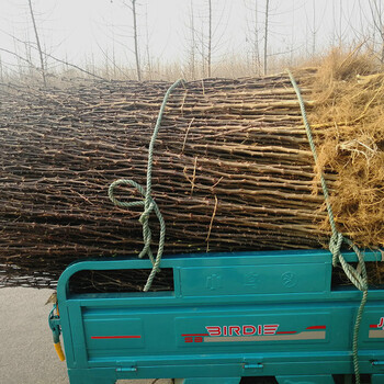 丽水花椒芽苗品种有哪些订购热线