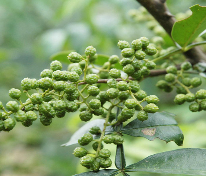 狮子头花椒苗 狮子头花椒苗种植技术