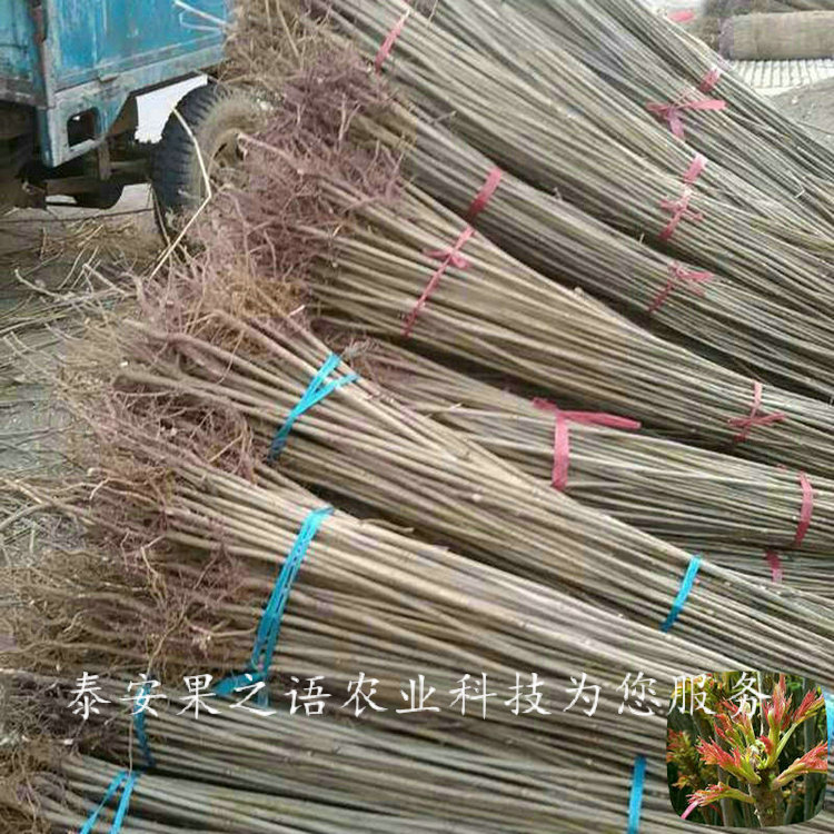 温州3公分香椿树苗技术指导订购热线