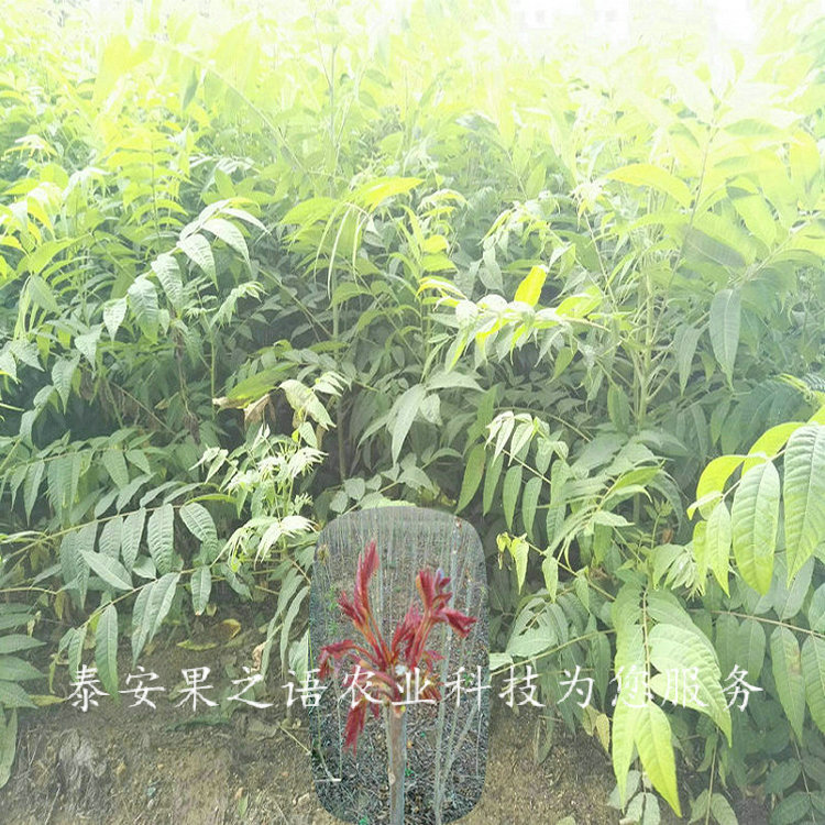 汉中7cm香椿树苗种植时间2018报价