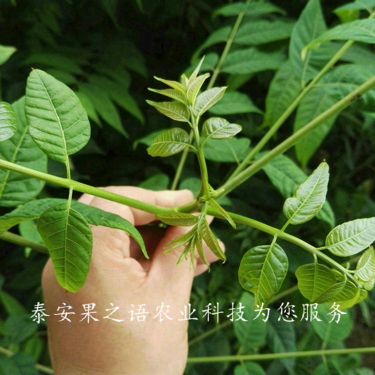 郴州5公分香椿树品种有哪些电话