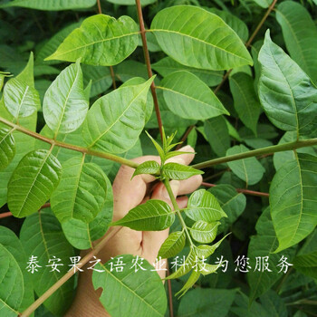 汉中7cm香椿树苗种植时间2018新报价