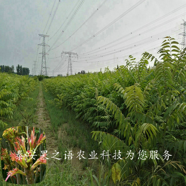 沧州红油6号香椿小苗放心省心质优