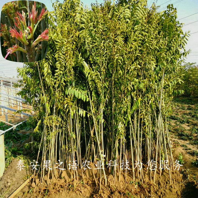 九龙坡2公分香椿树的育苗技术质优
