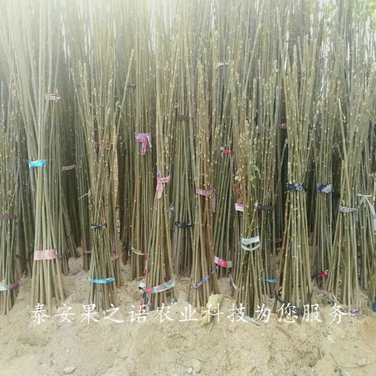 郴州5公分香椿树品种有哪些电话