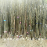 滁州4cm香椿树苗种植基地订购热线图片5
