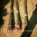 九龙坡2公分香椿树的育苗技术质优图片4