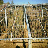 九龙坡2公分香椿树的育苗技术质优图片5
