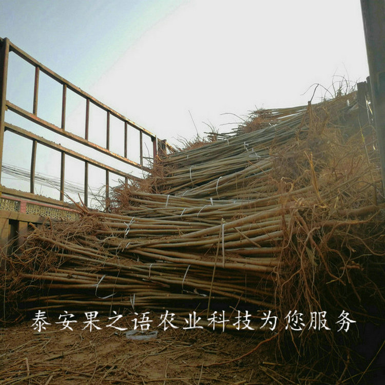 滁州4cm香椿树苗种植基地订购热线