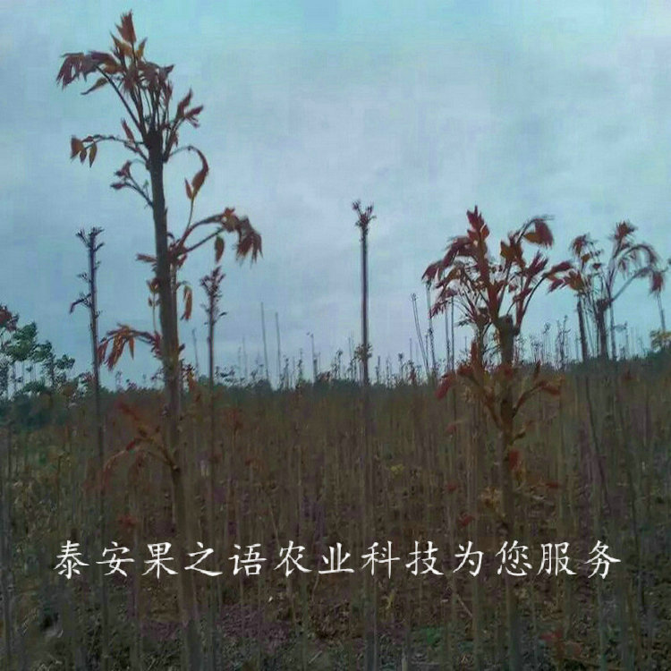汉中7cm香椿树苗种植时间2018报价