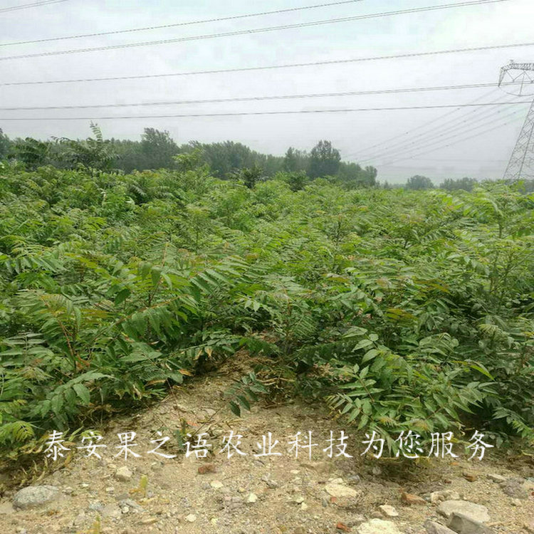 伊犁哈萨克红油6号香椿苗销售质优