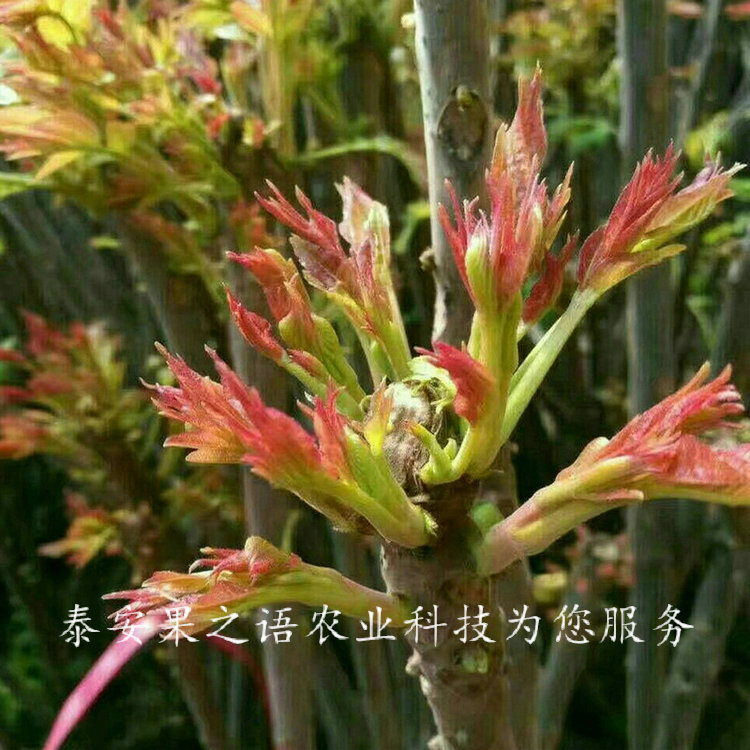 赤峰6公分香椿树苗种植时间订购热线