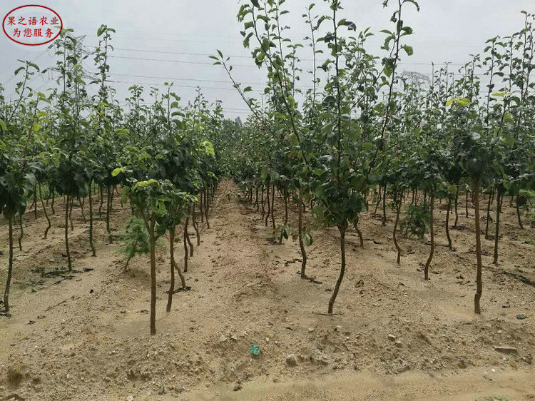 红南果梨树种植基地、鞍山红南果梨树