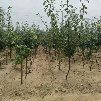 苹果梨树种植时间、城口苹果梨树