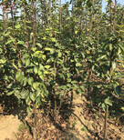 啤梨树苗种类繁多、甘肃定西啤梨树苗图片2