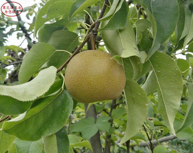 七月酥梨树种植基地、怒江七月酥梨树