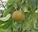 矮化梨樹定購熱線、郴州矮化梨樹圖片