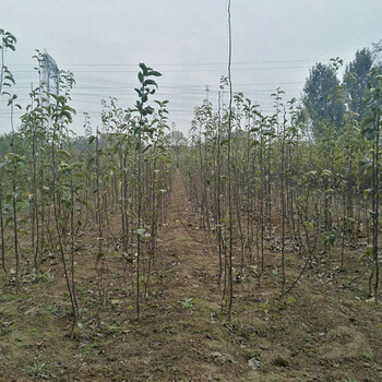 红梨树种植技术、湖北鄂州红梨树