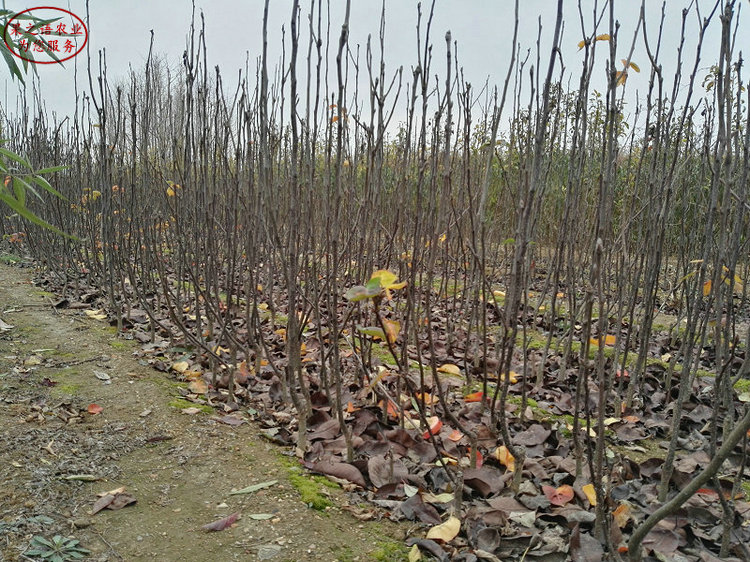 白梨树苗哪家好、江西宜春白梨树苗