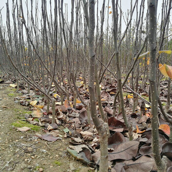 黑梨树一亩栽多少棵、松江黑梨树