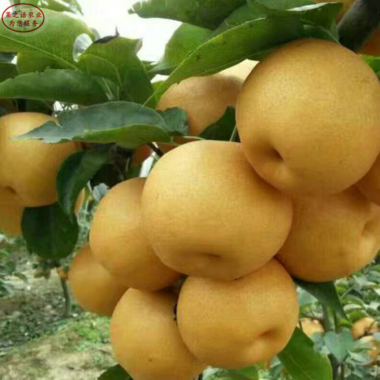 早金酥梨树如何挑选、青海海北早金酥梨树