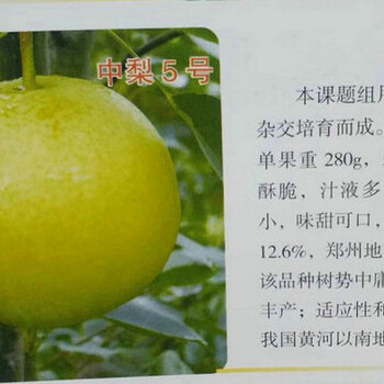 红香酥梨苗多少钱一棵、安徽淮南红香酥梨苗