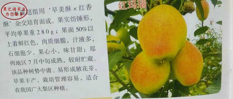 9公分梨树种植基地、湖南湘西州9公分梨树