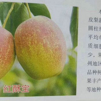 金果梨树品种、四川内江金果梨树