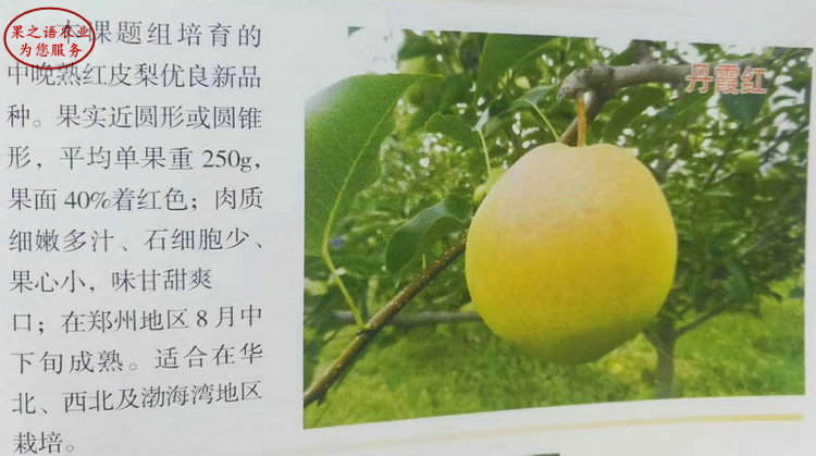 9公分梨树种植基地、湖南湘西州9公分梨树