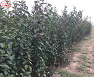 啤梨树苗种类繁多、甘肃定西啤梨树苗图片4