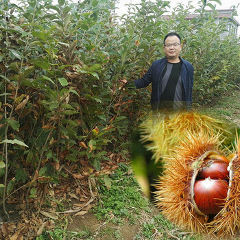 4cm板栗树苗多少钱一棵、滨州宝元板栗苗品种