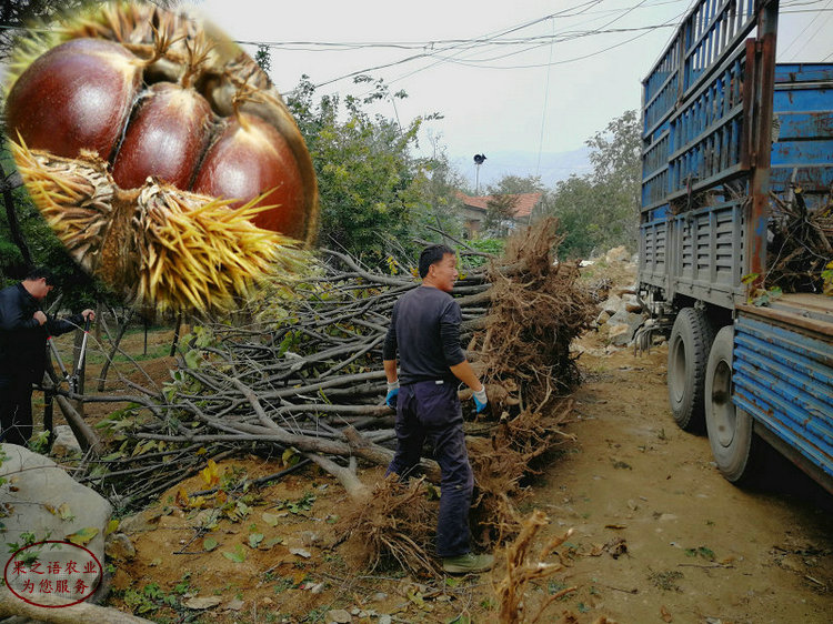 呼和浩特大红袍板栗树、大红袍板栗树基地供应