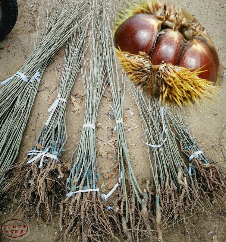 邵阳王板栗苗、王板栗苗种植基地