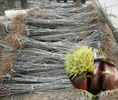 2cm板栗树出售、和平燕山魁栗板栗树苗品种图片
