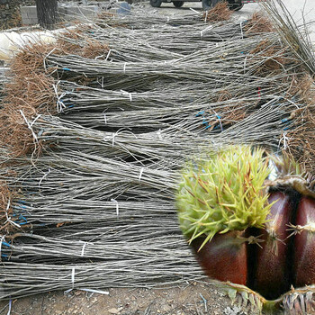 5cm板栗树苗种植基地、崇文5公分板栗树苗基地供应