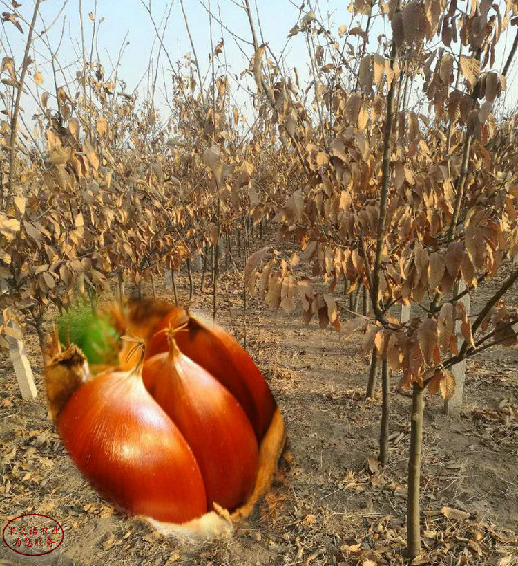 邵阳王板栗苗、王板栗苗种植基地