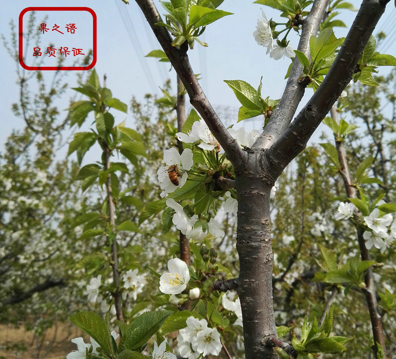 晚红株樱桃树种植基地、德州晚红株樱桃树