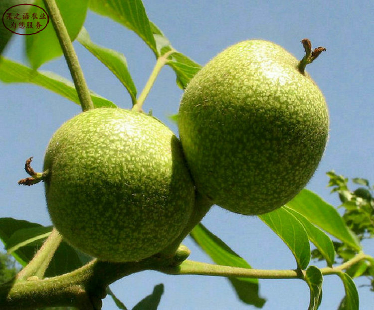 2公分核桃樹 2公分核桃樹種植管理