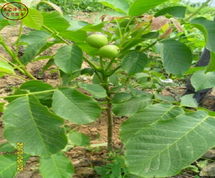 4cm核桃樹 4cm核桃樹種植技術(shù)