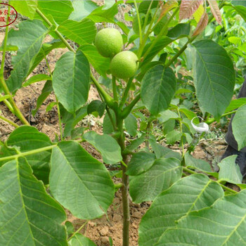 4cm核桃樹(shù)4cm核桃樹(shù)成長(zhǎng)特性