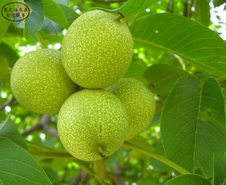 5cm核桃樹 5cm核桃樹圖片