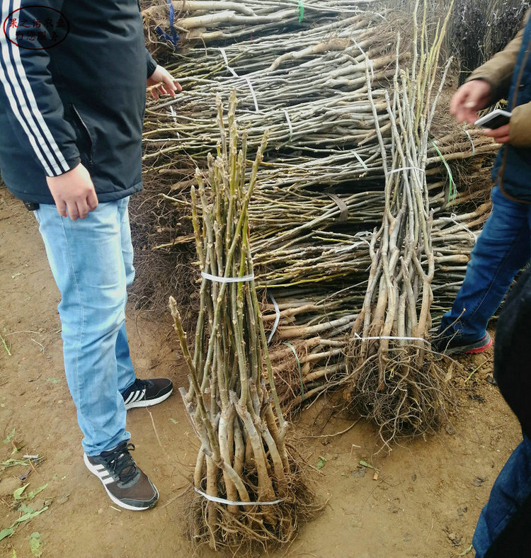 8cm核桃樹 8cm核桃樹品種