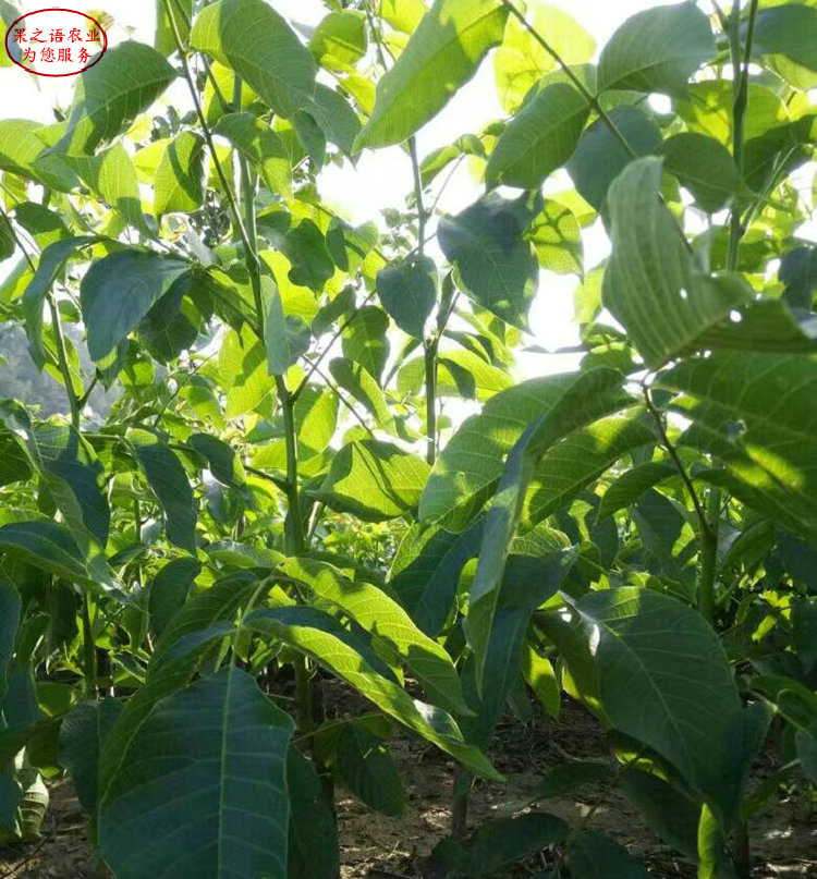 2cm核桃樹 2cm核桃樹