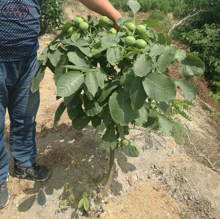 2公分核桃樹 2公分核桃樹種植管理