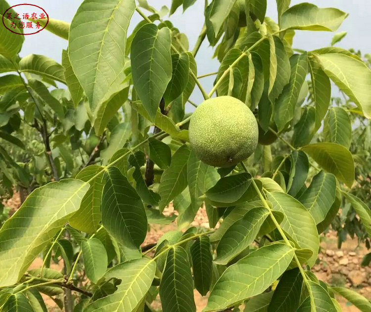 核桃树 核桃树种植技术