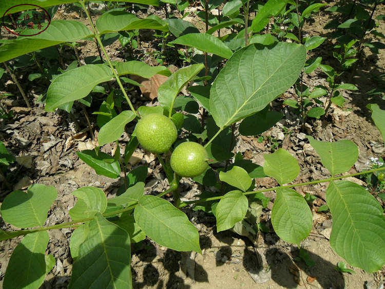 2cm核桃樹 2cm核桃樹
